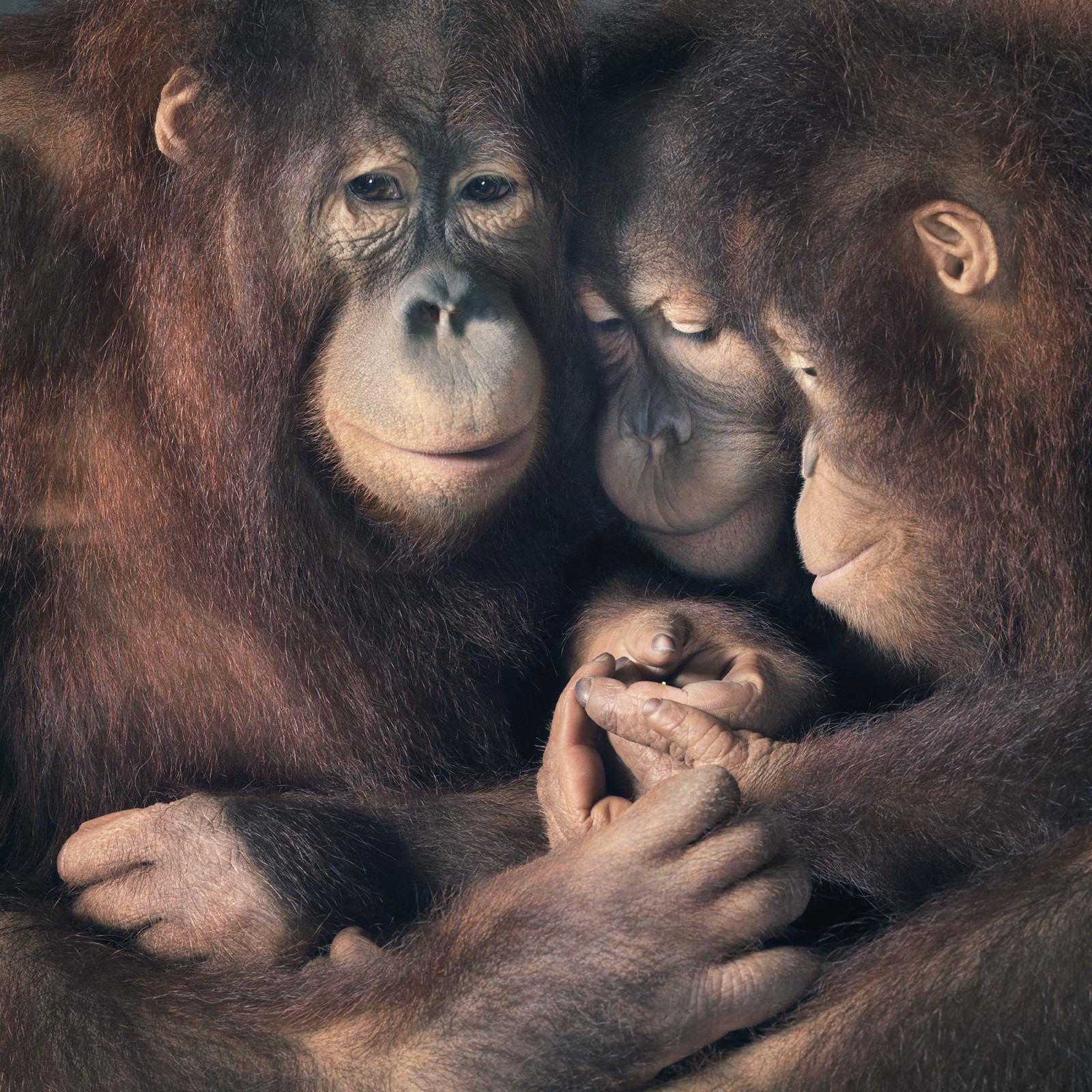 AP-Orangutan-Group-copy-2-1600x1600
