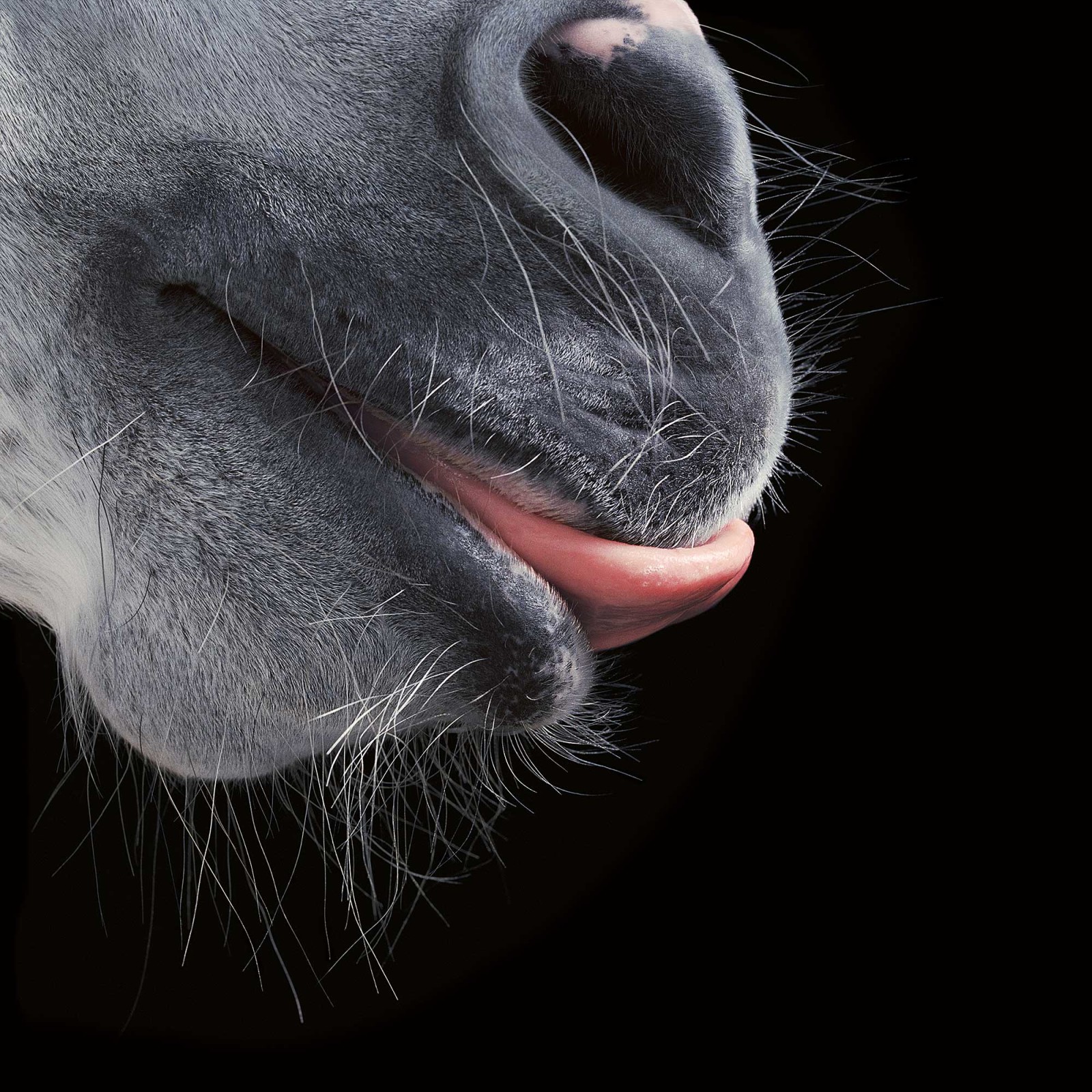 horse-toungs-1600x1600