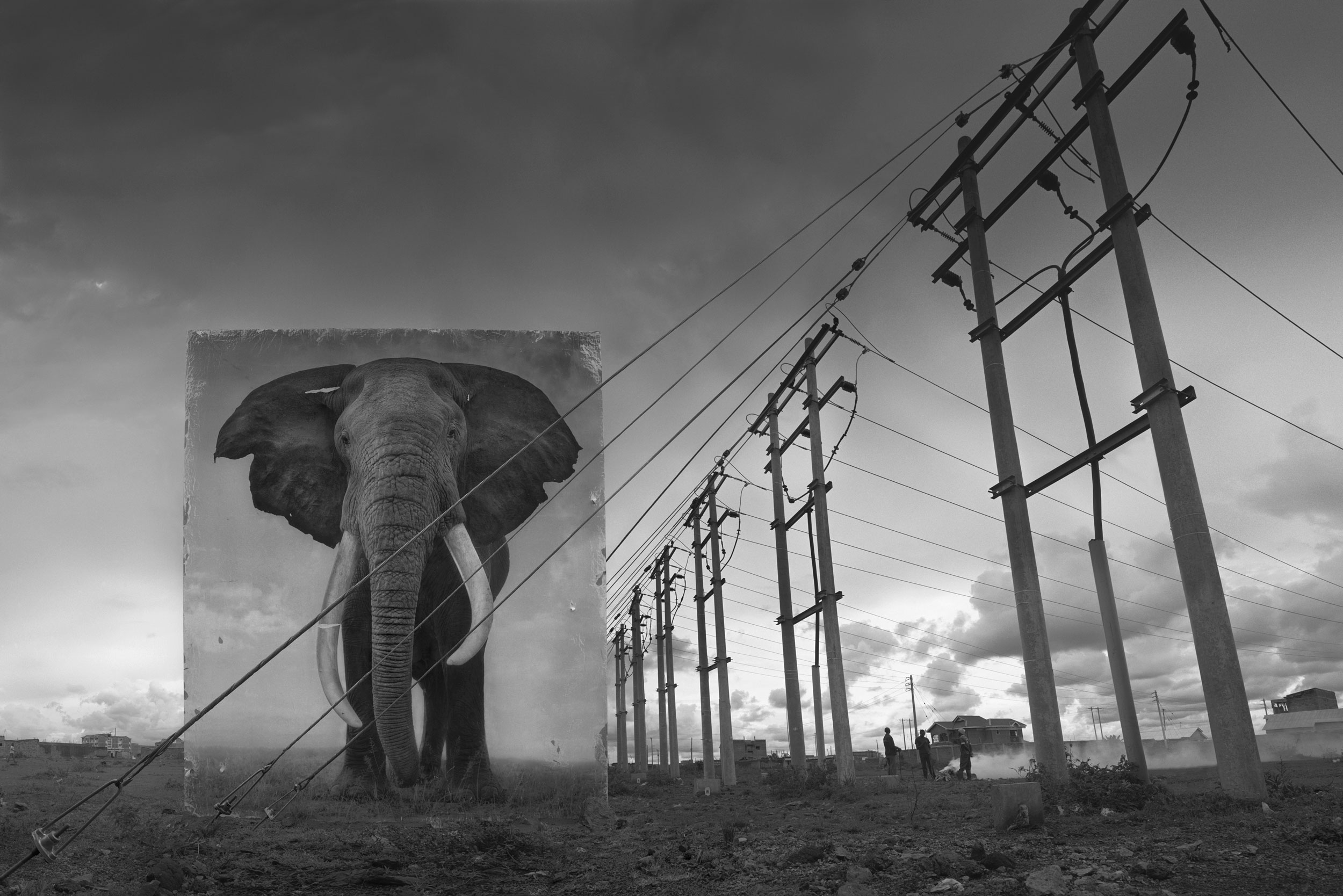 ELECTRIC-PYLONS-WITH-ELEPHANT